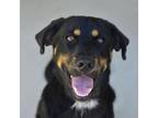 Adopt Topher a Black Mixed Breed (Medium) / Mixed dog in Ottawa, KS (38771539)