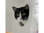 Adopt Sugar a All Black Domestic Shorthair / Mixed cat in Murray, UT (38984662)
