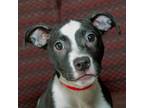 Adopt Princess a Mixed Breed