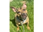 Adopt PORKCHOP a Pit Bull Terrier