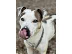Adopt RORY a Pit Bull Terrier, Mixed Breed
