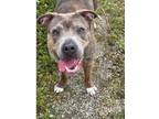 Adopt RAVEN a Pit Bull Terrier, Mixed Breed