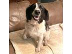 Adopt Lucy a White - with Tan, Yellow or Fawn Border Collie / English Springer