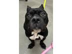 Adopt Pomegranate a Pit Bull Terrier, Mixed Breed