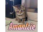 Adopt Amantzie a Domestic Short Hair