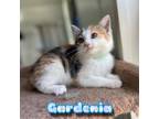 Adopt Gardenia a Calico