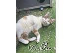Adopt Dahlia a Domestic Short Hair