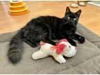 Adopt Lilo a All Black Domestic Mediumhair (medium coat) cat in Colmar