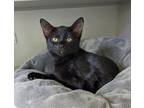 Adopt LICORICE a Domestic Medium Hair