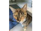 Adopt THUMBELINA a Domestic Short Hair