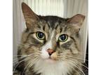 Adopt Uno a Domestic Longhair cat in Yankton, SD (39029647)