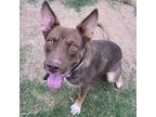Adopt Dixie a Brown/Chocolate Shepherd (Unknown Type) / Mixed dog in Sand