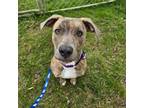 Adopt Roxie a Mountain Cur, Hound