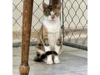 Adopt Alfredo a Calico or Dilute Calico Domestic Shorthair / Mixed cat in East