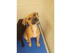 Adopt Natalie a Labrador Retriever / Black Mouth Cur / Mixed dog in Tool