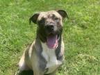 Adopt Oliver (6301 s olive) a Mastiff / Shepherd (Unknown Type) / Mixed dog in