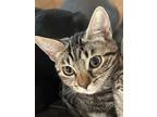Adopt Triss a Spotted Tabby/Leopard Spotted Domestic Shorthair cat in Oakdale