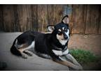 Adopt Xena a Husky / German Shepherd Dog / Mixed dog in Highland Village