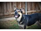 Adopt Duke a German Shepherd Dog / Mixed dog in Highland Village, TX (38773982)