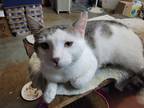 Adopt Aspen a Domestic Shorthair (short coat) cat in Acworth, GA (38772467)