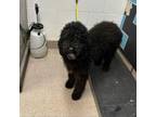 Adopt Aspen a Standard Poodle, Black Labrador Retriever