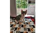 Adopt Stimpy a Domestic Shorthair / Mixed (short coat) cat in Crocker