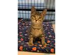 Adopt Pluto a Domestic Shorthair / Mixed (short coat) cat in Hoover