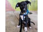 Adopt Camilo a Black American Pit Bull Terrier / Mixed dog in Jarrettsville