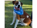 Adopt Sosa a Mixed Breed (Medium) / Mixed dog in Delaware, OH (39045343)