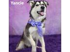 Adopt Yanice a Gray/Silver/Salt & Pepper - with Black Husky / Mixed dog in Yuma