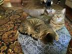 Adopt Stanley & Oliver a Brown Tabby Tabby / Mixed (medium coat) cat in