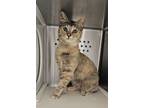 Adopt Lucy a Domestic Short Hair