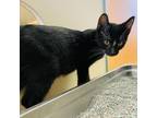 Adopt Guppy a All Black Domestic Shorthair / Mixed cat in Rifle, CO (38771502)
