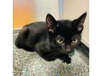 Adopt Barracuda a All Black Domestic Shorthair / Mixed cat in Rifle