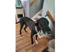 Adopt Melania (Mel) a Black - with White Great Dane / Mixed dog in Cleveland