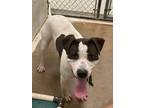 Adopt LANCE a White American Staffordshire Terrier / Mixed dog in Rosenberg