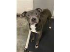 Adopt CLAYTON a Gray/Blue/Silver/Salt & Pepper American Staffordshire Terrier /