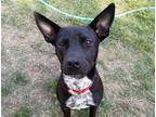 Adopt PRESCOTT a Black - with White Australian Cattle Dog / Mixed dog in Waco