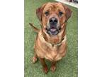 Adopt Cookie a Mastiff, Mixed Breed