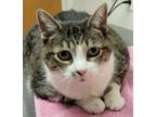 Adopt Smudgey a Domestic Short Hair