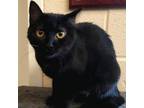 Adopt Raven a Domestic Short Hair