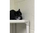 Adopt LUCY a Black & White or Tuxedo Domestic Shorthair / Mixed (short coat) cat