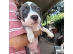 Adopt Nami FKA Bailey Pup 1 a Pit Bull Terrier, Mixed Breed