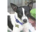 Adopt MANY MORE DOGS a Rat Terrier