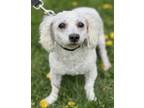 Adopt Moon a Bichon Frise