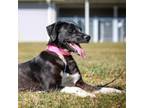 Adopt Dimple a Mixed Breed