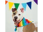 Adopt Lucy a Mixed Breed, American Staffordshire Terrier