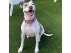Adopt Lucy a Mixed Breed, American Staffordshire Terrier
