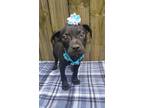 Adopt Padma a Labrador Retriever, Terrier