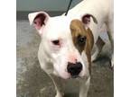 Adopt Love bug a American Staffordshire Terrier